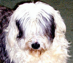 /images/dogs/22/Murphy - clipped for TOESR-crop.jpg